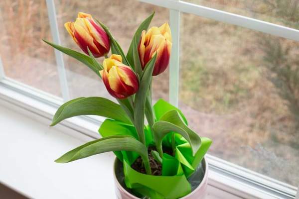 Chị em công sở rộn ràng mua củ giống Tulip, Tiên Ông 3