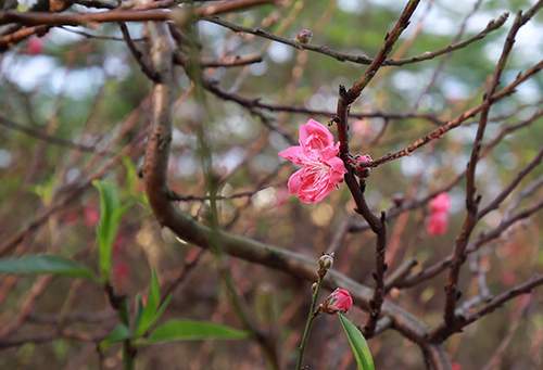 Cận cảnh đào cổ thụ chục triệu tại "chợ đại gia" 18