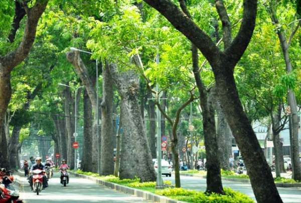 Sắp "khai tử" hàng cây sọ khỉ cổ thụ ở trung tâm Sài Gòn