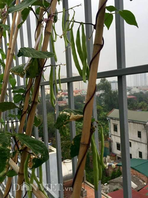 Xuýt xoa vườn cây trái trĩu giàn trên sân thượng của ông bố Thủ đô 15