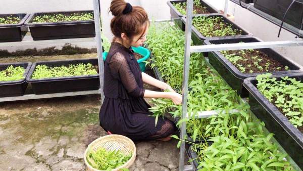Vườn rau sạch "vạn người mê" của ba người đẹp "nóng bỏng" nhất showbiz Việt 6