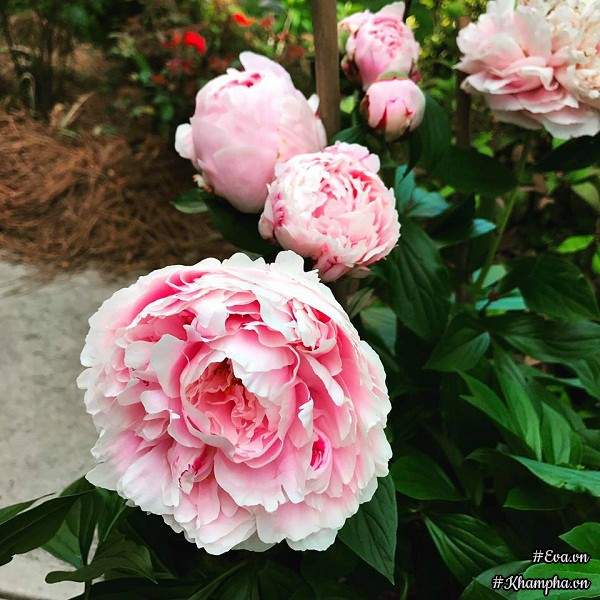Khu vườn rực rỡ có hàng rào hoa hồng đẹp như cổ tích, tràn ngập rau trái của mẹ Việt ở Mỹ 21