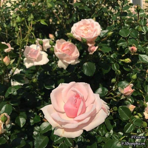 Khu vườn rực rỡ có hàng rào hoa hồng đẹp như cổ tích, tràn ngập rau trái của mẹ Việt ở Mỹ 18
