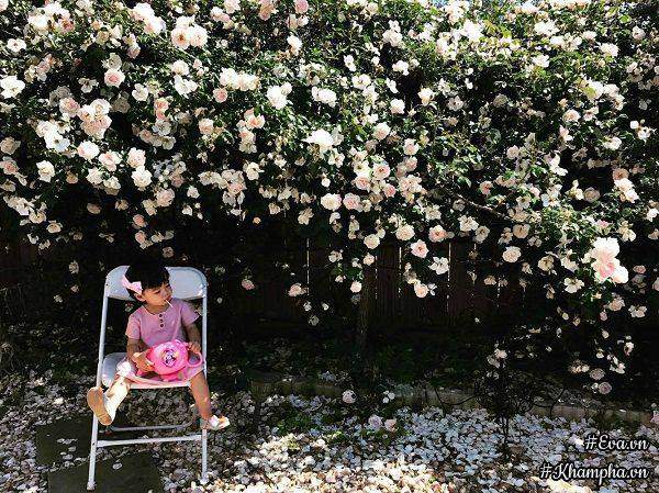 Khu vườn rực rỡ có hàng rào hoa hồng đẹp như cổ tích, tràn ngập rau trái của mẹ Việt ở Mỹ 36