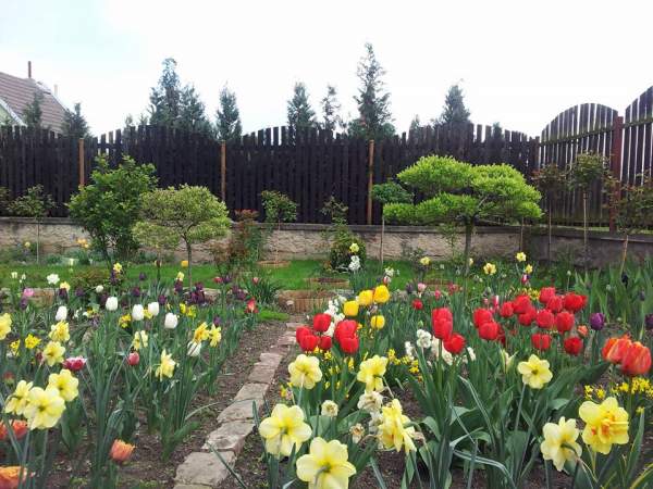 Ở trời châu Âu, vườn của mẹ Việt đẹp mê mẩn như thiên đường 51