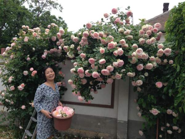 Ở trời châu Âu, vườn của mẹ Việt đẹp mê mẩn như thiên đường 15