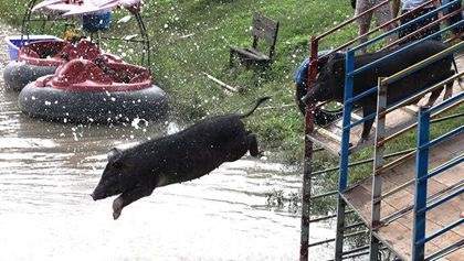 Du khách đổ xô đi xem lợn nhảy cầu, bơi nhanh thoăn thoắt