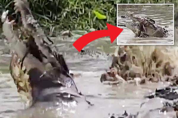 Video: Hãi hùng cảnh 23 con cá sấu cùng xé xác con bò