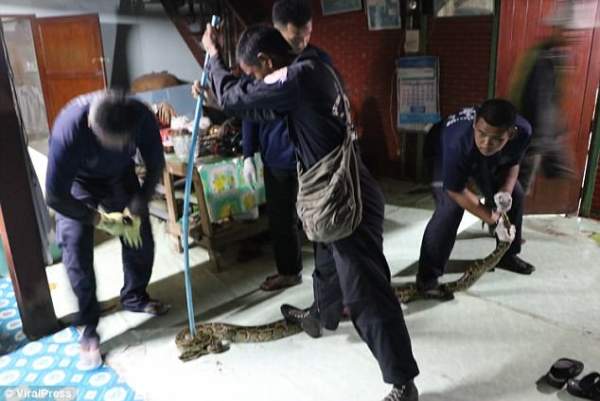 Vật vã bắt trăn “quái vật” toan ăn thú cưng ở Thái Lan 2