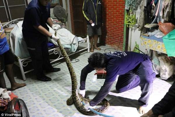 Vật vã bắt trăn “quái vật” toan ăn thú cưng ở Thái Lan