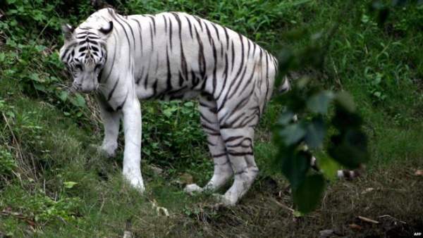Ấn Độ: Cho hổ trắng ăn tối, bị lôi vào chuồng cắn đến chết