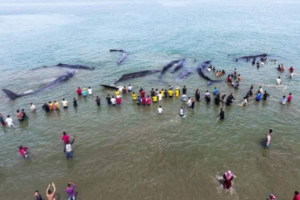 Hành động của dân Indonesia khi thấy 10 cá voi khổng lồ dạt bờ