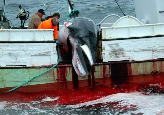 Quốc gia "ngày đêm" đi săn cá voi nhưng không đem về ăn