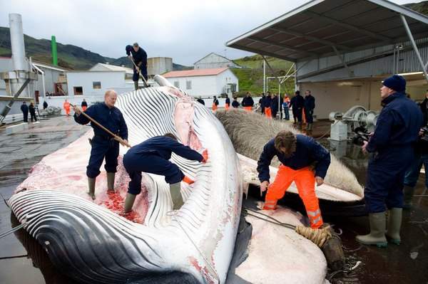 Quốc gia "ngày đêm" đi săn cá voi nhưng không đem về ăn 2
