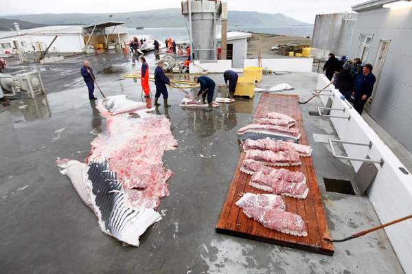 Quốc gia "ngày đêm" đi săn cá voi nhưng không đem về ăn 3