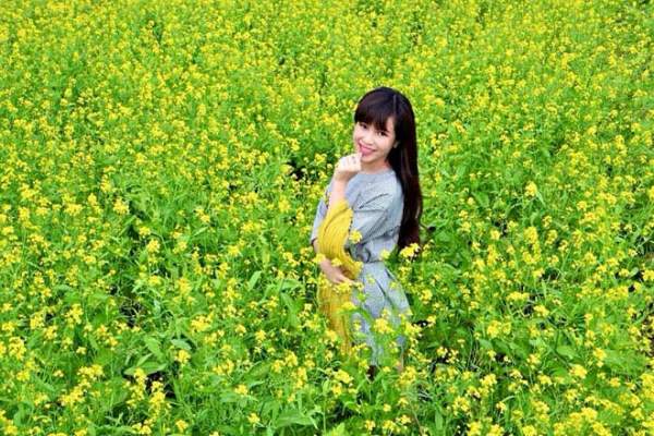 Ngẩn ngơ ngắm cánh đồng hoa cải vàng nở rộ ở ngoại thành Hà Nội 6