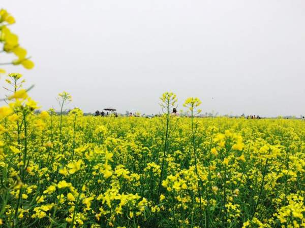 Ngẩn ngơ ngắm cánh đồng hoa cải vàng nở rộ ở ngoại thành Hà Nội