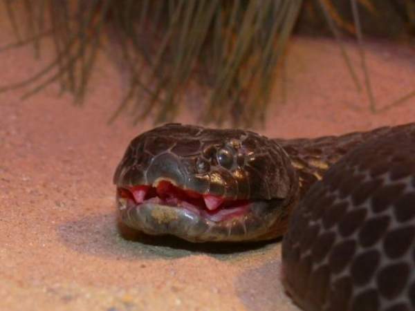 Loài vật khiến hầu hết rắn hổ kịch độc mù mắt trên đảo Úc 4