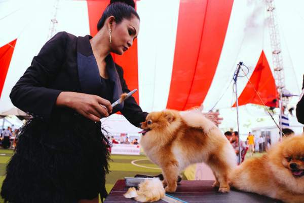Ngắm chó “quý tộc” giá ngàn đô đi thi "hoa hậu" tại Sài Gòn 9