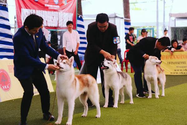 Ngắm chó “quý tộc” giá ngàn đô đi thi "hoa hậu" tại Sài Gòn 2