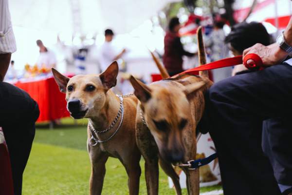 Ngắm chó “quý tộc” giá ngàn đô đi thi "hoa hậu" tại Sài Gòn 10