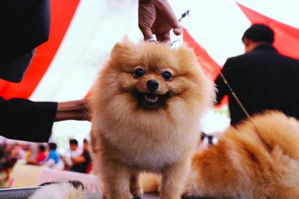 Ngắm chó “quý tộc” giá ngàn đô đi thi "hoa hậu" tại Sài Gòn 8