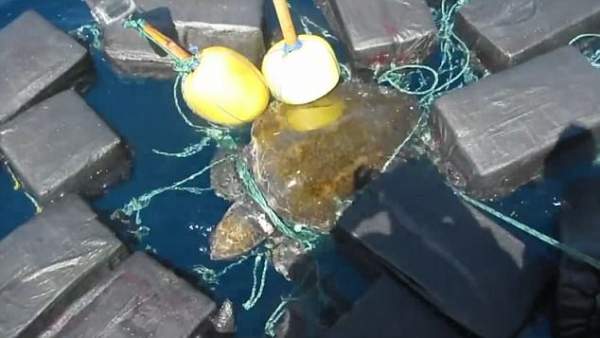 Bắt quả tang rùa biển vận chuyển gói hàng cấm trị giá nghìn tỉ đồng