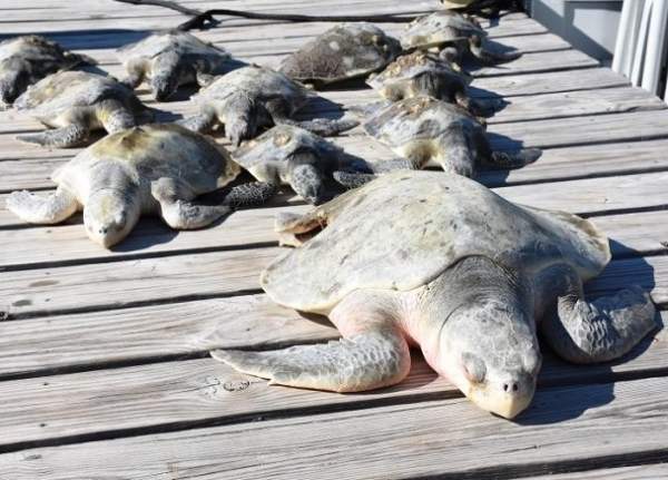 3.000 rùa biển “lăn quay” bất tỉnh vì giá rét kỷ lục ở Mỹ 3