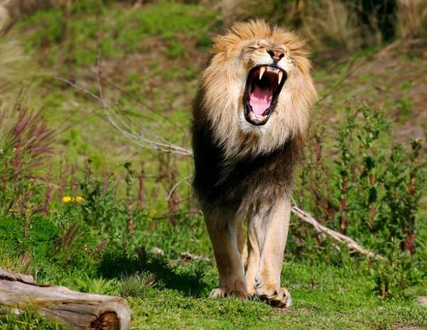 Nam Phi: Đi săn sư tử, bị vồ chết và ăn thịt dã man