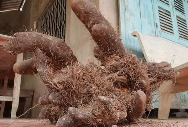 Dỡ bờ đất, nông dân Vĩnh Long thu được củ khoai "khủng" nặng 26kg