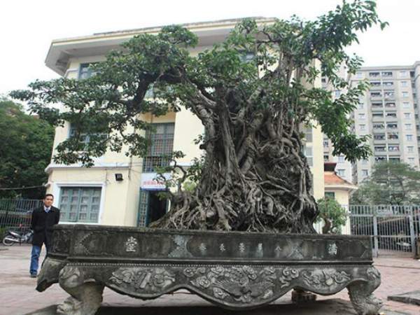 Chiêm ngưỡng cây tùng cổ, được cho là 400 năm tuổi, đắt ngang siêu xe 12