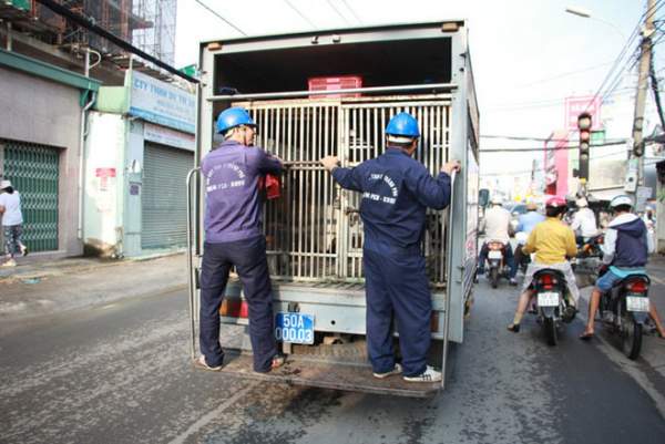 Biệt đội "săn" chó thả rông ở Sài thành