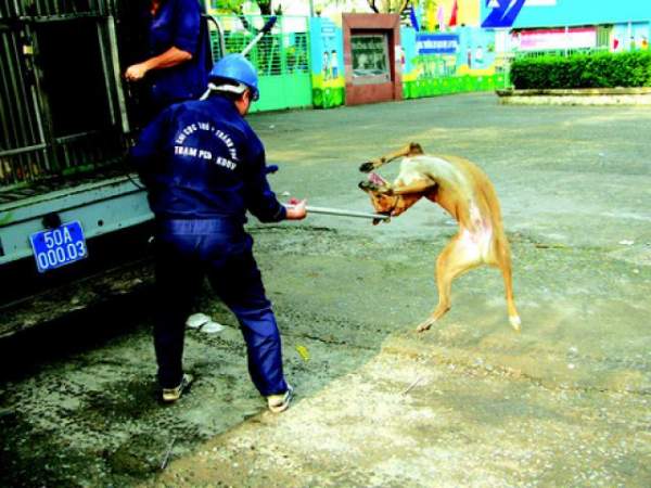 Biệt đội "săn" chó thả rông ở Sài thành 14
