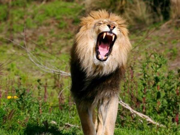 Thợ săn bị ăn thịt dã man ở Nam Phi: Không ngờ bị sư tử mai phục 3