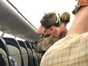Nữ hành khách sấy quần lót dưới điều hòa máy bay