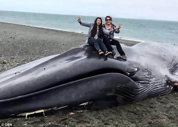 Cái kết thảm của cá voi xanh khổng lồ dài 20m dạt bờ biển Chile