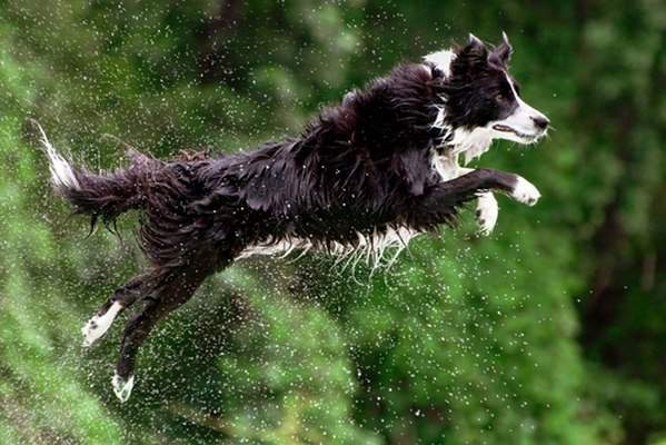 10 giống chó chạy nhanh nhất thế giới 8