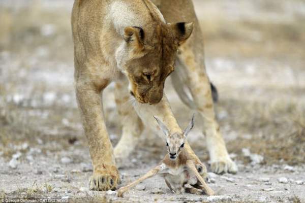 Kì lạ sư tử cái chăm sóc linh dương sơ sinh như con đẻ 3