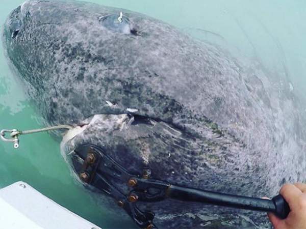 Video hiếm quay "cụ" cá mập 500 tuổi, thọ nhất thế giới 2