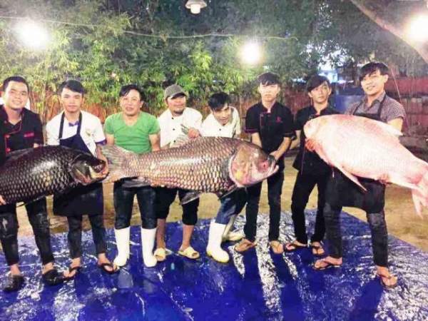 Ngư dân Sài Gòn 2 lần bắt cá “khủng” bán hàng trăm triệu giờ ra sao? 7