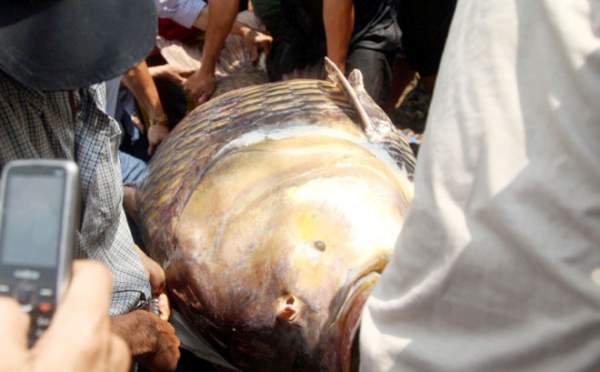 Ngư dân Sài Gòn 2 lần bắt cá “khủng” bán hàng trăm triệu giờ ra sao? 2