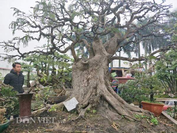 "Cụ" me bonsai trăm tuổi được rao bán gần 200 triệu ở Đồng Nai