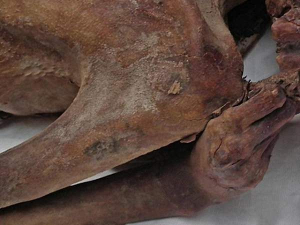 Phát hiện sốc về loạt xác ướp "ngoài hành tinh" tay 3 ngón ở Peru 3
