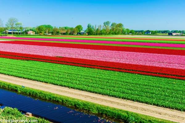 Mãn nhãn với loạt ảnh hoa xuân rực rỡ như lạc vào xứ thần tiên tại Hà Lan 6