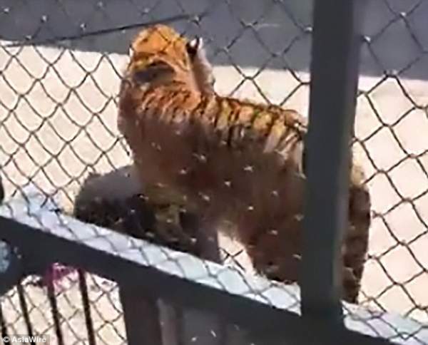 TQ: Hổ nuôi từ bé bất ngờ ăn thịt huấn luyện viên ngay giữa vườn thú 2