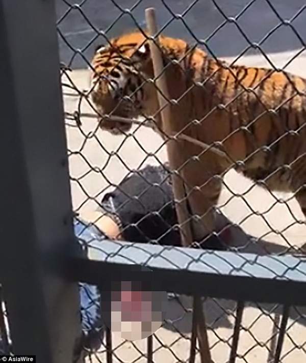 TQ: Hổ nuôi từ bé bất ngờ ăn thịt huấn luyện viên ngay giữa vườn thú
