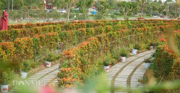 Clip: Mê cung hoa lớn nhất Việt Nam đẹp như cổ tích ở Hà Nội 4