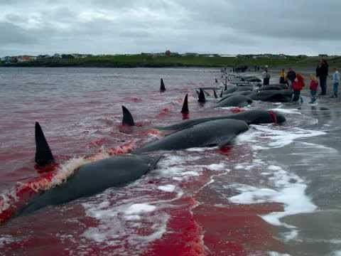 Quốc gia muốn giết cả ngàn cá voi nhưng không đem về ăn 2