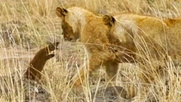 Video: Cầy mangut quyết chiến, phá vòng vây của đàn sư tử