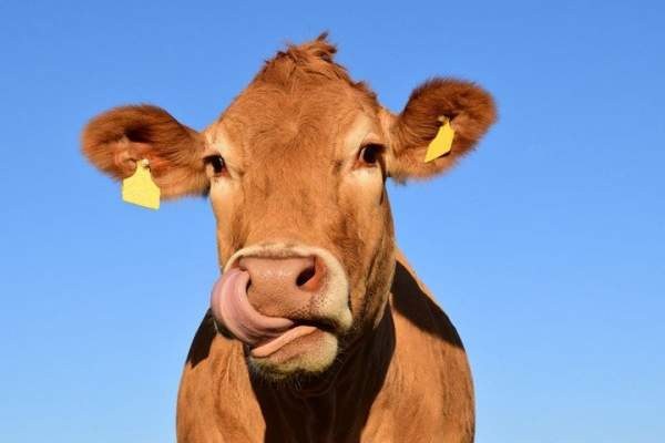 "Hack" khuẩn đường ruột của loài bò có thể mang lại nhiều thịt hơn và giảm ô nhiễm 2